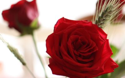 Sant Jordi’s Day in Catalonia  